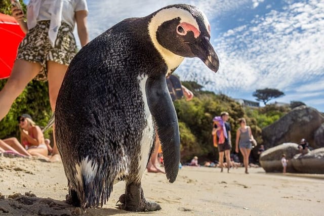 Swim with Penguins at Boulders Beach Penguin Colony - Photo 1 of 9